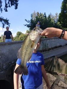 Largemouth Bass