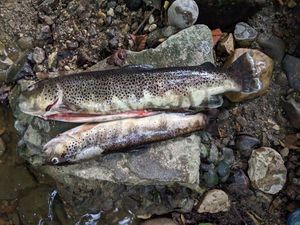 Brown Trout
