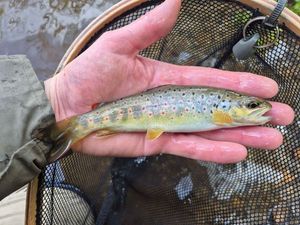 Brown Trout