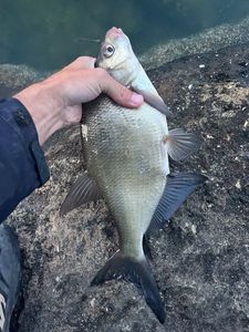 Common Bream