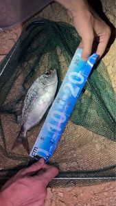 Saddled Seabream