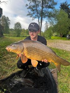 Common Carp