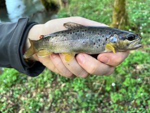 Brown Trout