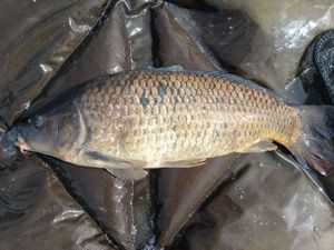 Common Carp