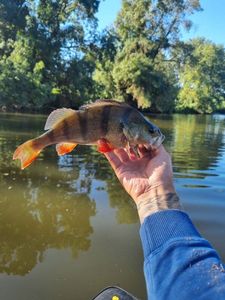 European Perch