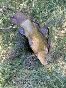 Tench