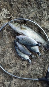 Saddled Seabream