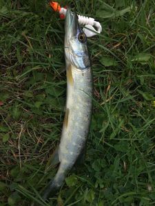 Northern Pike