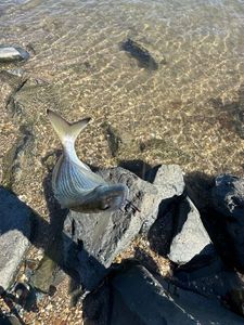 Gilthead Seabream