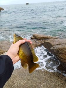 Ballan Wrasse
