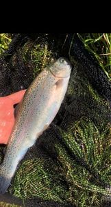 Rainbow Trout