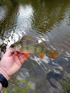 European Perch