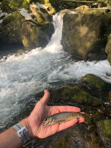 Brown Trout
