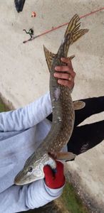 Northern Pike
