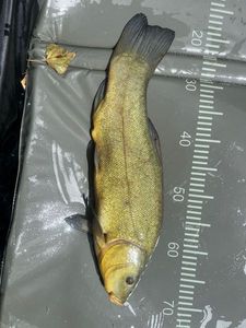 Tench