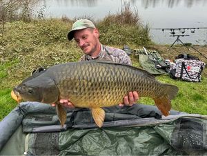 Common Carp