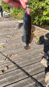 Giant Goby