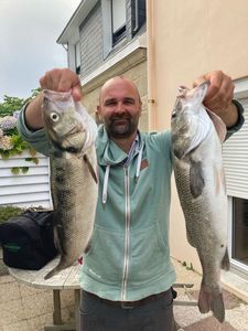 European Bass (Seabass)