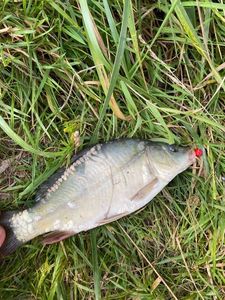 Mirror Carp