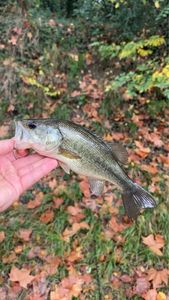 Largemouth Bass