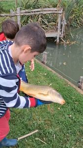Common Carp