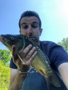 Mirror Carp
