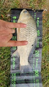 Crucian Carp