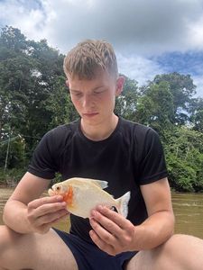 Red Piranha