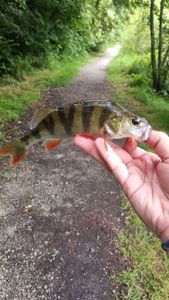 European Perch