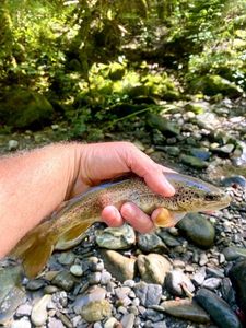 Brown Trout