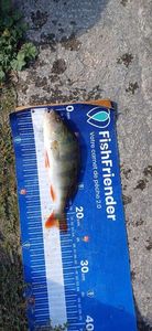 European Perch