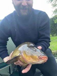Tench