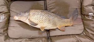 Common Carp