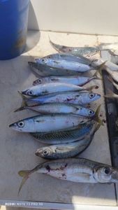 Mackerel
