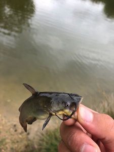 Black Bullhead