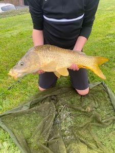 Common Carp