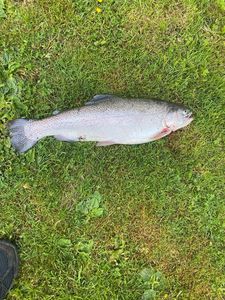 Rainbow Trout