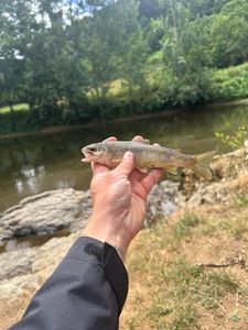 Brown Trout