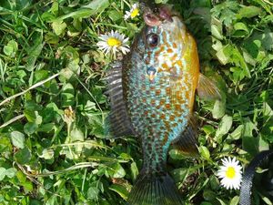 Green Sunfish