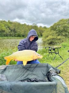 Common Carp