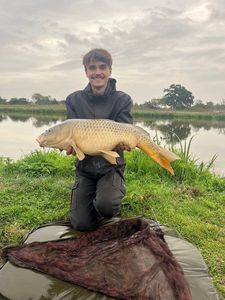 Common Carp