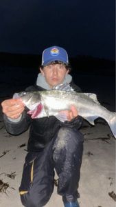 European Bass (Seabass)