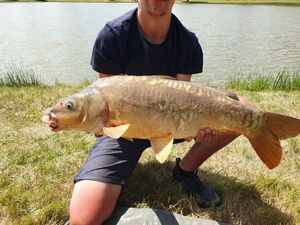 Mirror Carp