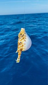 Blunthead Puffer (Balloonfish)
