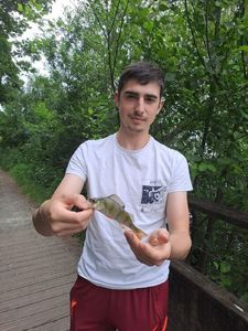 European Perch