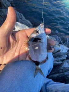 Common Two-Banded Seabream