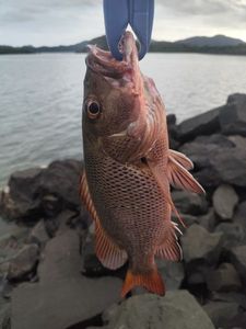 Mangrove Red Snapper