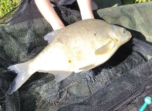 Common Bream