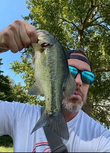 Largemouth Bass