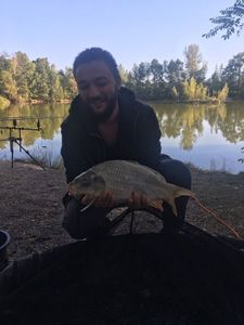Common Carp